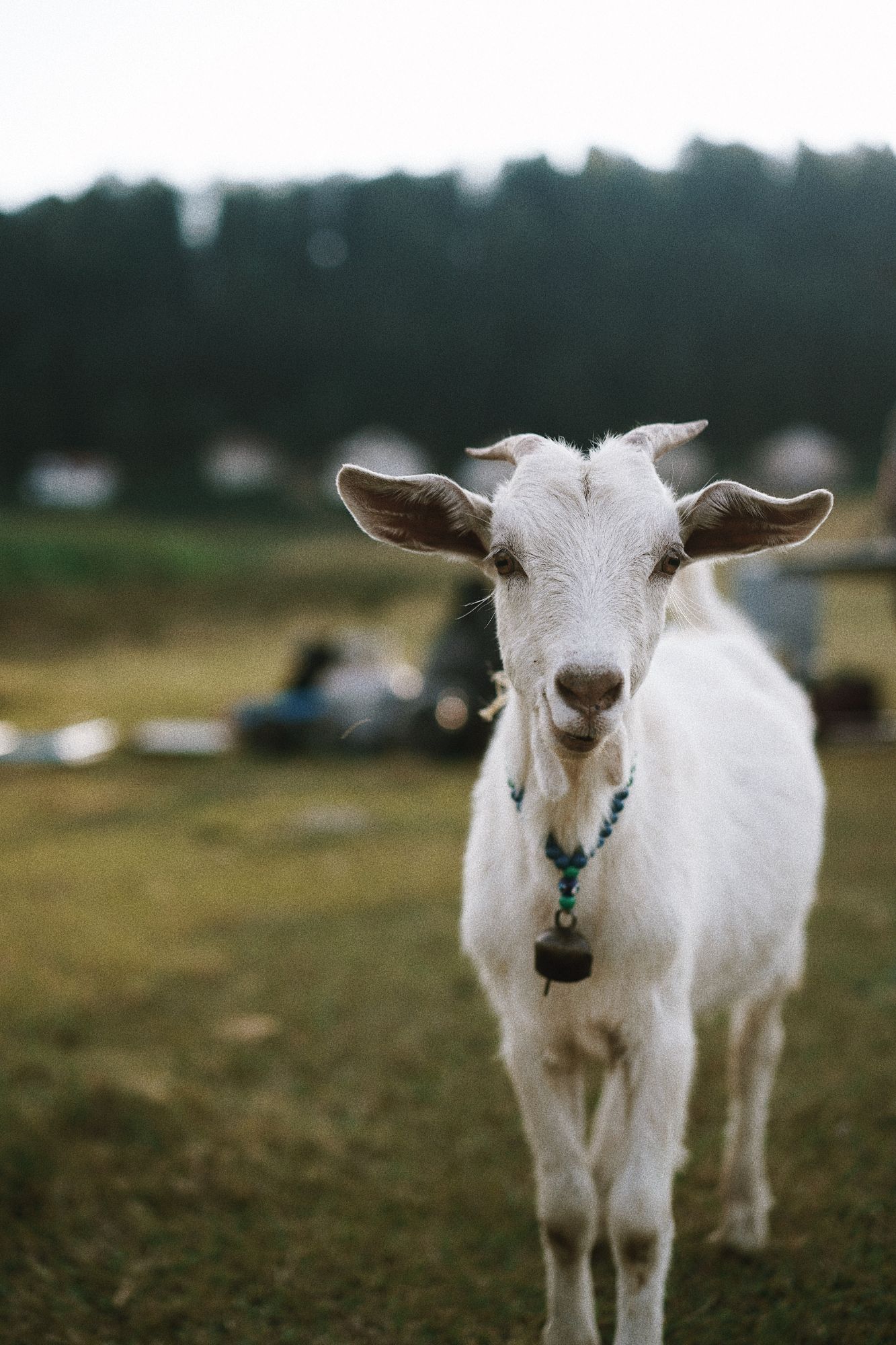 Home Dairy Goat Manager